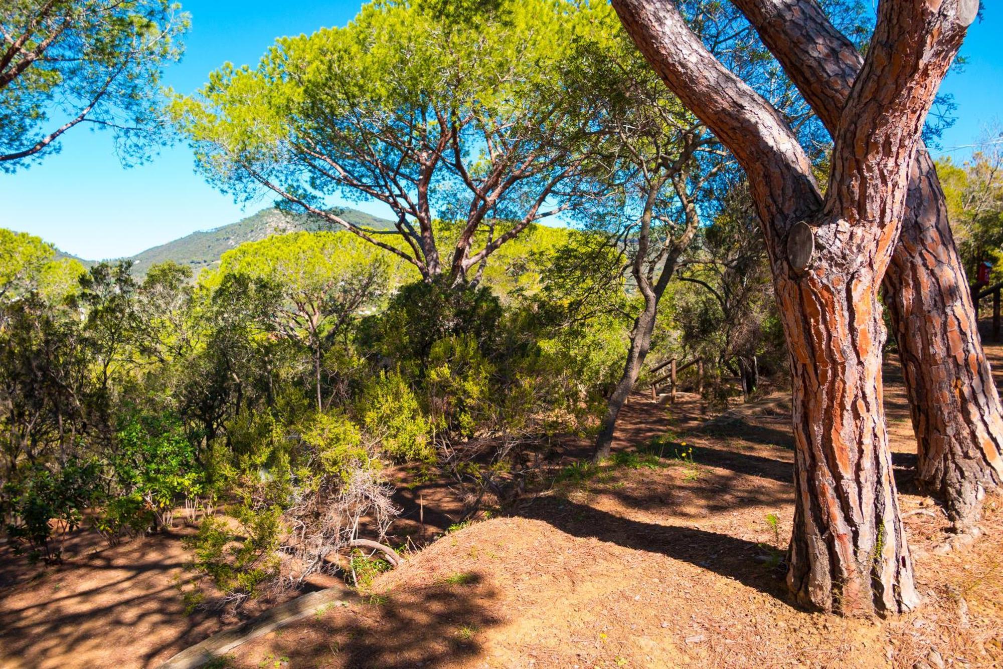 Camping Lacona Pineta Capoliveri  Exterior foto